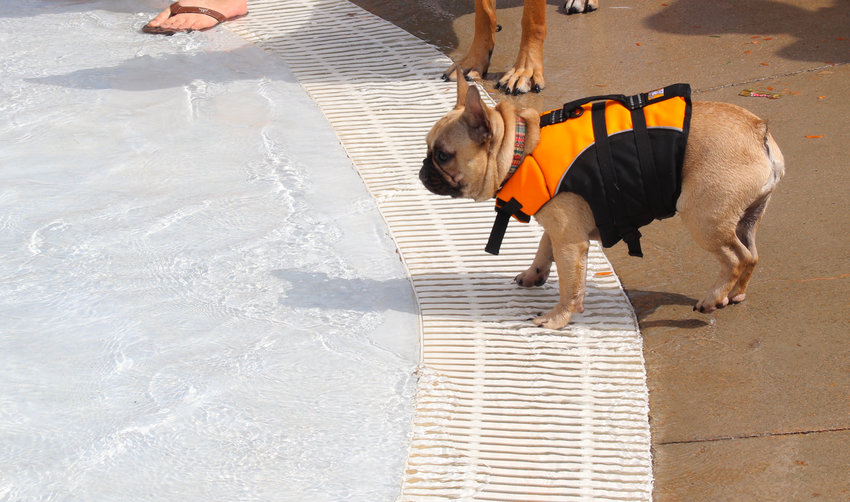 Madame Chi Chi the French Bulldog contemplates getting her paws wet from the edge of the pool Aug. 20 at Thornton's Paws for a Dip event.